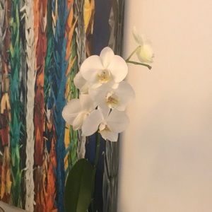 Meet your Posher, Anabela